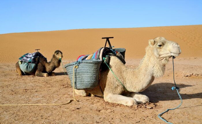 Marrakech To Zagora Desert Trip