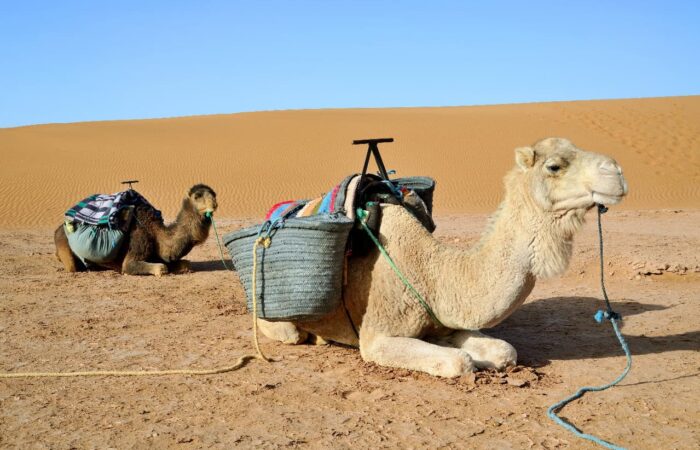 2 Days Marrakech To Zagora