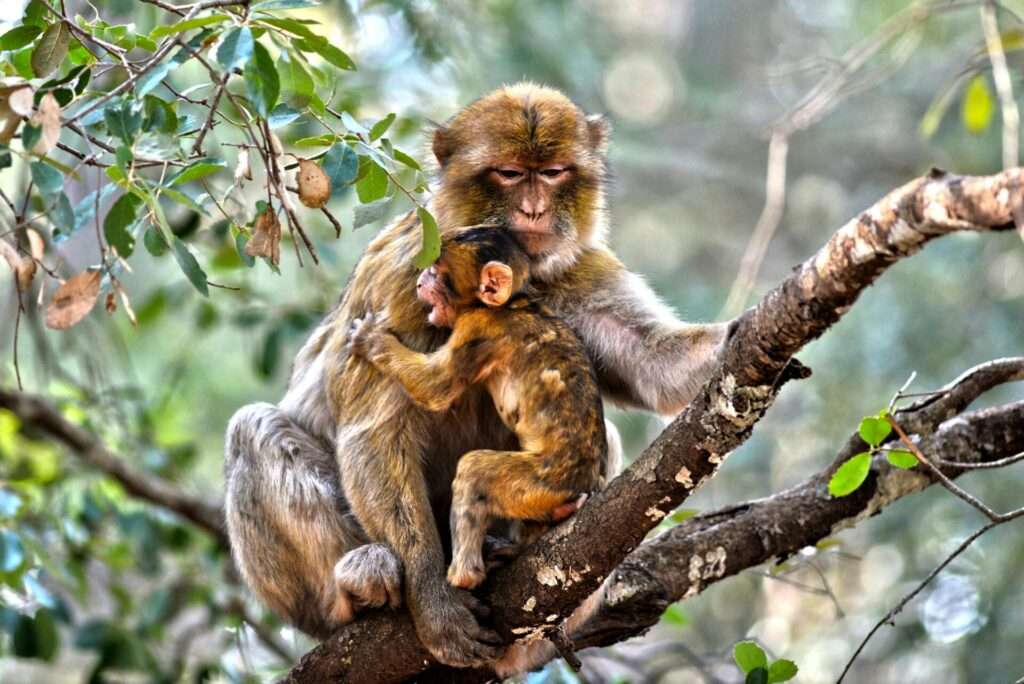 Barbary macaque monkey in the cedar forest near Ifrane, Morocco – sitting on a tree branch in its natural habitat