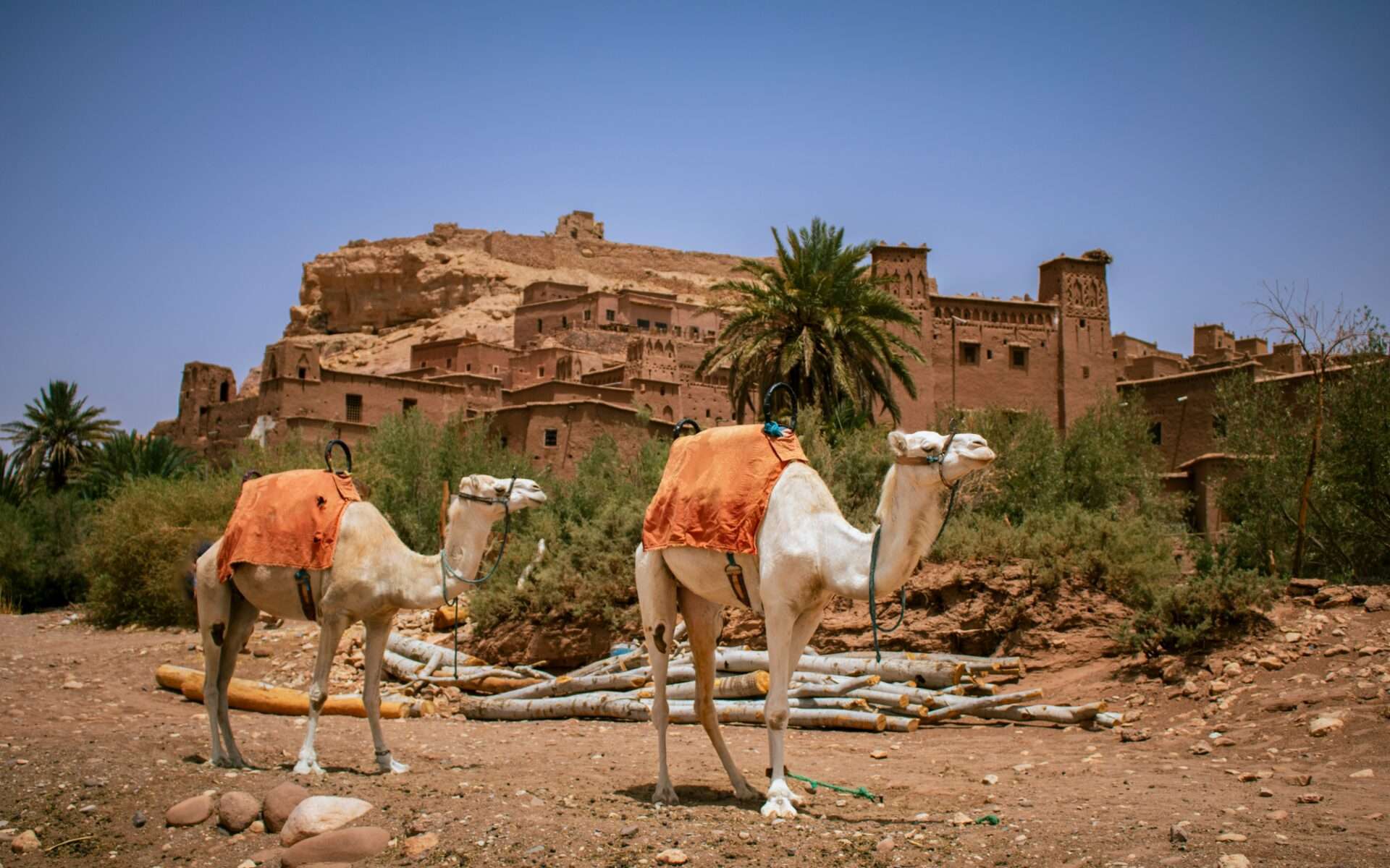 View of the ancient ksar of Ait Ben Haddou in Morocco, with camels resting in the foreground against the backdrop of earthen clay buildings and desert landscape.